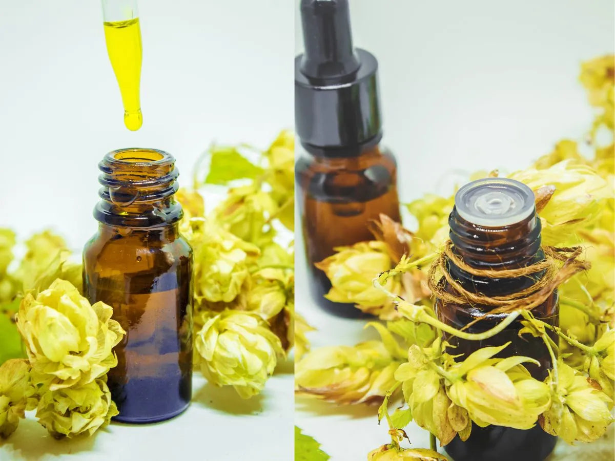 Matured Hop Extract (MHE-3) Benefits for Weight Loss